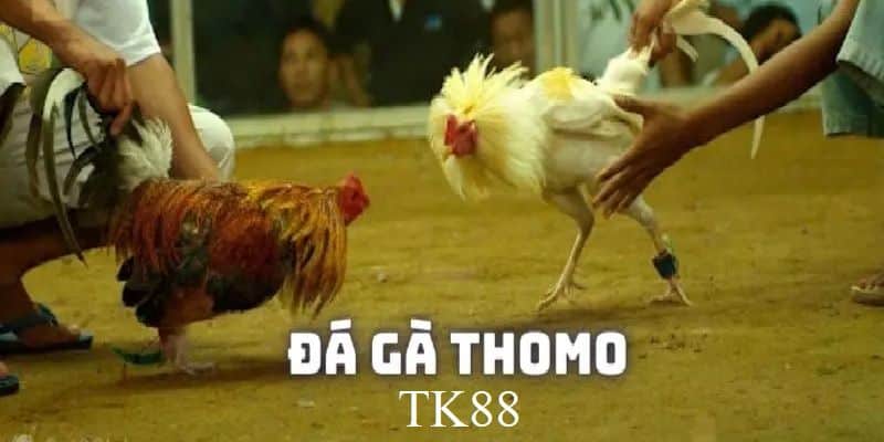 Về đá gà Thomo