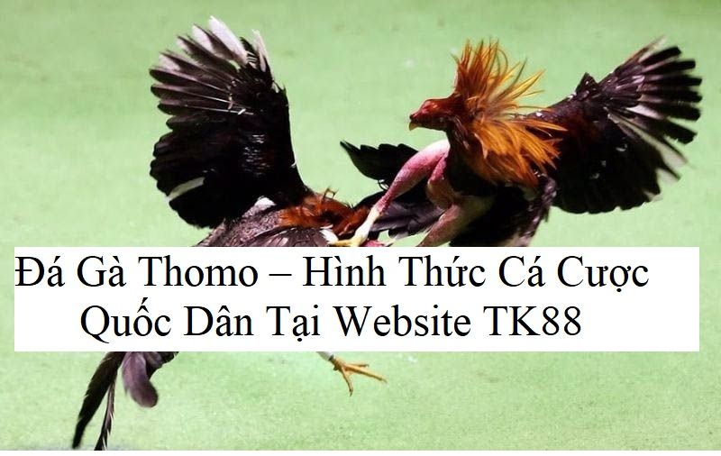 Đá gà Thomo tại TK88